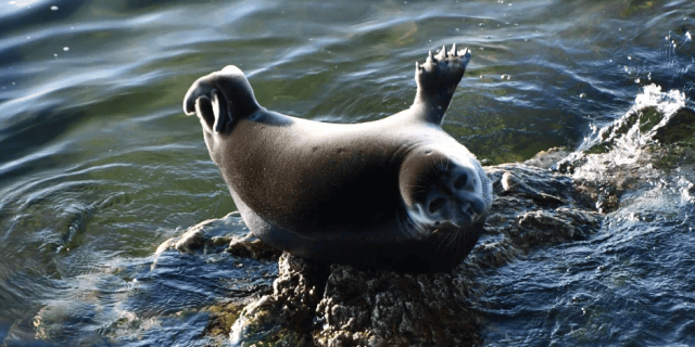 Алексей Молчанов: Помогаем Байкалу в Щедрый вторник