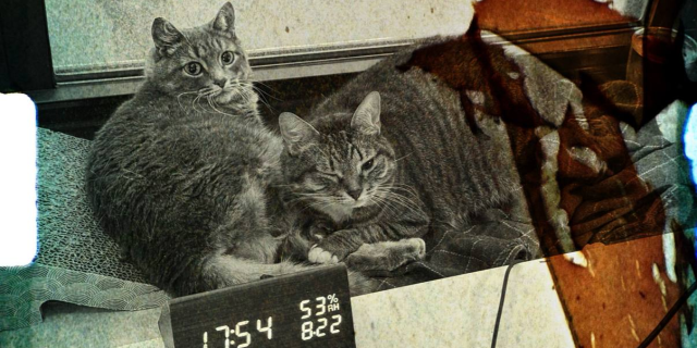 татьяна небоходка: барское благополучие